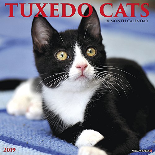 Preisvergleich Produktbild Just Tuxedo Cats 2019 Wall Calendar