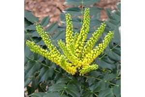 GardenersDream Mahonia Media Winter Sun Oregon Grape Plant in Pot - Outdoor Garden Ready Flowering Shrub - Beautiful Evergreen Outdoor Plant for Gardens (5 Litre Pot, 50-70cm)