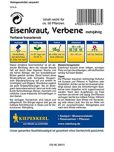 Verbena bonariensis Argentinisches Eisenkraut - 2