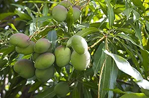 Aiden Gardens Rare Dwarf Mango Plant Chandrakaran Most Expensive Variety grafted 1 Healthy Live Plant