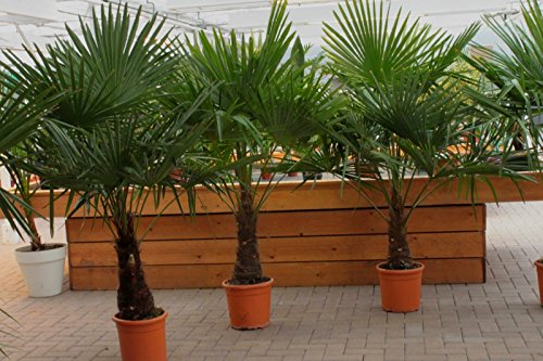 winterharte Palm 160-180 cm – XXL hanfpalme -18 °C trachycarpus fortunei palmen. - 3