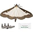IPM Direct Box Tree Moth Refill Pheromone Lure - Pack of 4