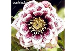 SEEDSOWN , Eléboro colorido (Navidad Rose) Helleborus Semillas, Bonsai Para caseras del patio 100 piezas