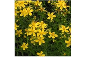PLANTGENESIS Hypericum perforatum/St John's Wort/Medicinal Herb/Seeds