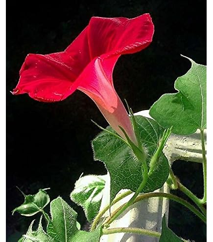 Semi Di Ipomea Blu - Pack Da 50 Semi Per Fiori Decorativi - Foto 7