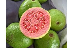 SVI Guayaba frutas tropicales Psidium guajava semillas de árboles de guayaba exótica comestible 15 SEMILLAS