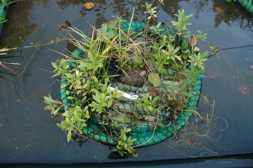 Pflanzinsel Teich, rund, schwimmend, 120cm – schöne Gartenteich-Atmosphäre mit Teichinsel, Pflanzkorb, Pflanzschale – Reduzierung von Algen & Ruhezone für Koi durch Pflanzeninsel - 2