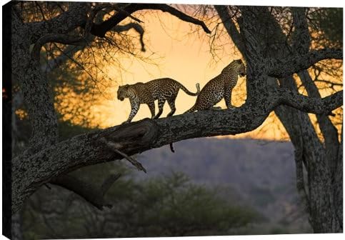 LARGE LEOPARDS IN THE TREES CANVAS ART ANIMAL ARTWORK BOX CANVAS 30 X 20 INCHES READY TO HANG