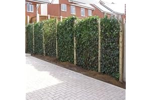 ClematisOnline - 12 x edera 75-100 cm (Hedera Hibernica): 12 x 7,5 pagamenti, 12 piante rampicanti sempreverdi per una protezione da sguardi indiscreti da 2 metri, 100% (opaca)