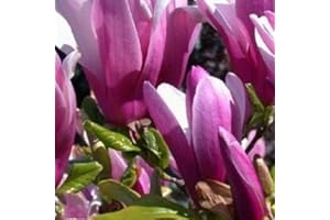 DIRECTPLANTS Magnolia Susan Tree 2-3ft Supplied in a 3 Litre Pot