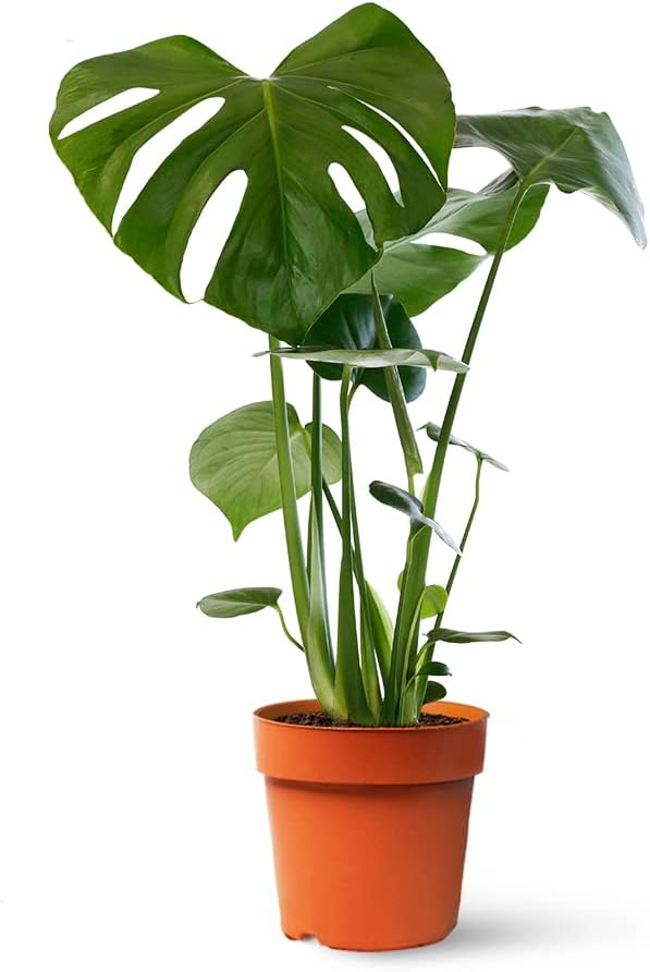 Monstera Deliciosa o Costilla de Adán | Planta natural de interior estilo tropical con altura 55-65 cm - Maceta del 17ø | April Plants