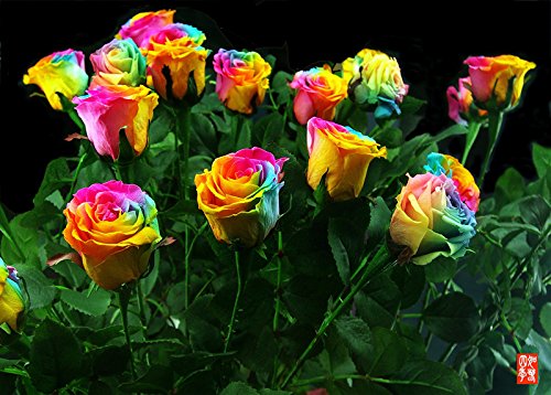 50 Samen seltene Regenbogen-Rose Samen, für Ihre Geliebte Regenbogen-Rosen-Blumensamen - 2