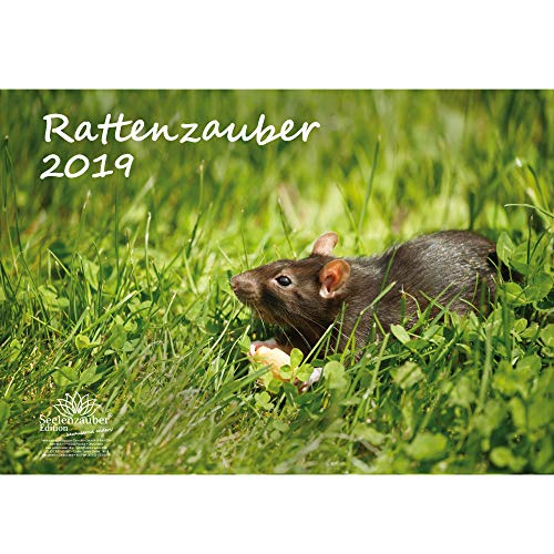 Download RAT magique – Format A3 – Haute Calendrier 2019 – Rat – Animal – Nager – Lapin – Lapin – Coffret cadeau avec 1 carte de vœux et 1 carte de Noël – Édition âme magique