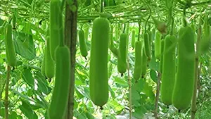 Promote Traders Pack of 50 Vegetable Seeds- Plant Seeds for Hanging Pot