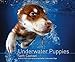 Underwater Puppies by Seth Casteel