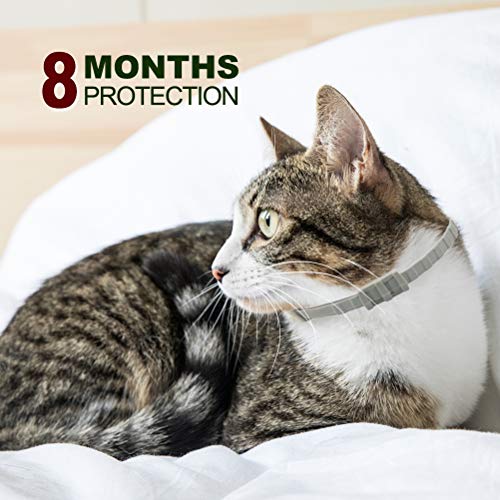 SCENEREAL-Collier-Anti-puces-et-tiques-pour-Chat-8-Mois-de-Protection-rglable-pour-Chatons-Chiots-et-Petits-Animaux-domestiques