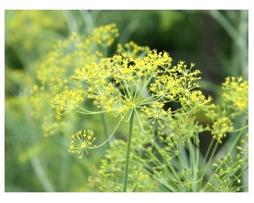 Dill Mammoth Long Island - 2000 Samen