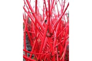 PLANTENWELT WIESMOOR Redwood Dogwood Cornus Alba Sibirica 80 Cm High In The 3 Liter Plant Container
