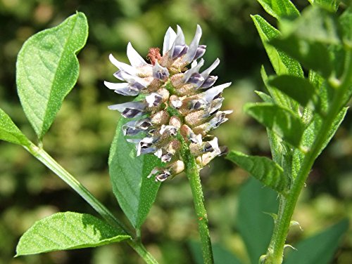 SAFLAX – Kräuter – Süßholz / Lakritze – 30 Samen – Mit Substrat – Glycyrrhiza glabra - 3