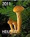 Heilpilze 2011, 40x49 cm by 