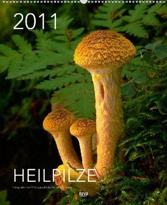Heilpilze 2011, 40x49 cm