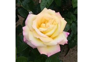 YOUGARDEN You Garen - Rose 'Peace' Bare Root (Orange)
