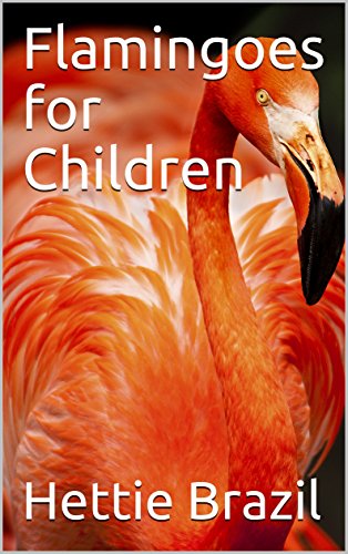 Download Flamingoes for Children
