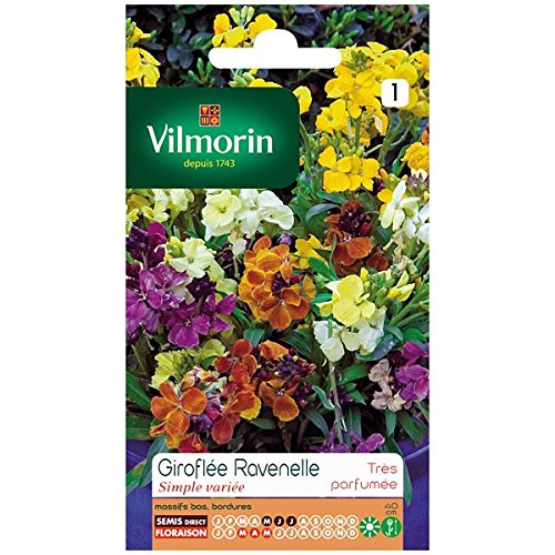 Preisvergleich Produktbild Vilmorin - Wallflower sortenRaveNelle