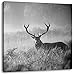 Produktbild Rotwild Hirsch im Nebel Kunst B&W, Format: 70x70 auf Leinwand, XXL riesige Bilder fertig gerahmt mit Keilrahmen, Kunstdruck auf Wandbild mit Rahmen, günstiger als Gemälde oder Ölbild, kein Poster oder Plakat