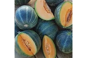 GUOML French Heirloom Heritage Melon 10 Seeds. Sweet & Juicy Petit Gris de Rennes Certified Organic Grower