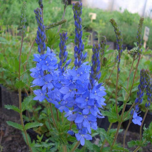 lichtnelke - Österreichischer Ehrenpreis (Veronica austriaca ssp.teucr.)