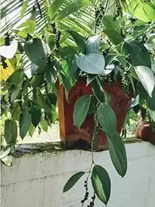 Trothic Black Pepper Plant (Hybrid, Pack of 1)