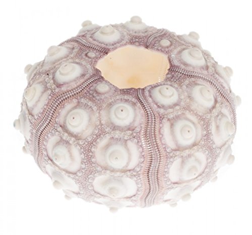 NaDeco® Seeigel Gehäuse Sputnik (Sputnic) | Phyllacanthus imperiali | Kaiser Lanzen Seeigel