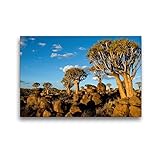  Calvendo Premium Textil-Leinwand 45 cm x 30 cm quer, Keetmanshoop: Köcherbaumwald  Wandbild, Bild auf Keilrahmen, Fertigbild auf echter Leinwand, Leinwanddruck: Namibia Orte Orte