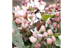 CLEMATISONLINE 2 x Clematis Armandii Apple Blossom (verde sempreverde, rosa, profumo, pluriennale e dura invernale) | Set di 2 piante rampicanti sempreverdi, a crescita rapida – 2 vasi da 1,5 litri