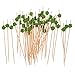 Produktbild Gazechimp 100x Summer Party Drink Cocktail Sticks Essen Cupcake Picks - Grün