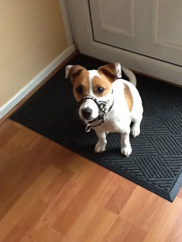 Dogmatic-Padded-Headcollar-Size-05-Black