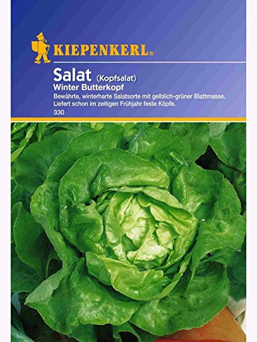Salat Kopfsalat Winter Butterkopf