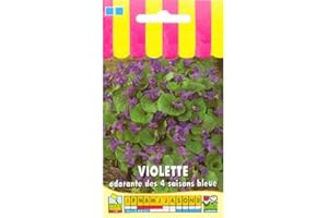Sachet de graines de Violette odorante des 4 saisons - 0,3 g - LES GRAINES BOCQUET