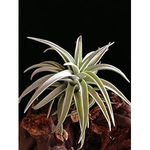 RARITÄT 1 Stück - Seltene Wüsten Tillandsie 