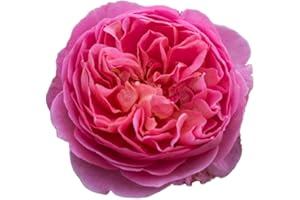 Boscobel®, pianta viva di Rose Barni®, rosa in vaso English Roses®, fiori grandi a coppa, profumati, colore rosa salmone, cod. 71048.