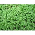 Nature Life's Live Azollas Caroliniana, Asola, Aquatic Floating Plants 100 Gm for Feeding and Cultivation