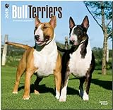 Bull Terriers 2015 - Bull Terrier by 
