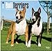 Bull Terriers 2015 - Bull Terrier by 