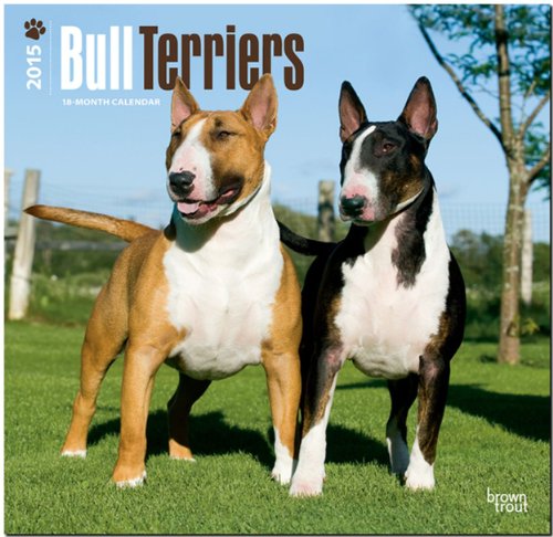 Bull Terriers 2015 - Bull Terrier