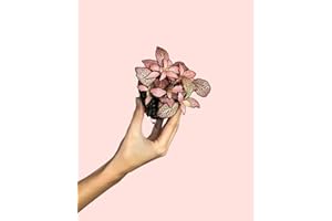 Fittonia Pink Mini | Plantas Naturales para Terrario | Pur Plant