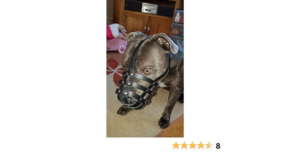 staffy muzzle
