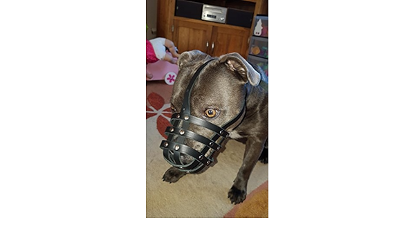 dog muzzle for staffy