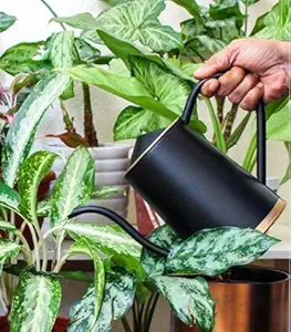 ecofynd 2 Litre Metal Watering can for Plants | Garden Water can for Kids | Flower Watering Pot for Home Gardening | Color - Black, Size - WC3: 2 L with spout