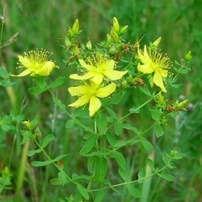 Echtes Johanniskraut (Hypericum perforatum ' Topas ')